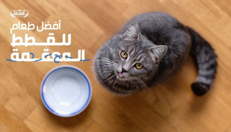 كيف تختار أفضل طعام للقطط المعقمة